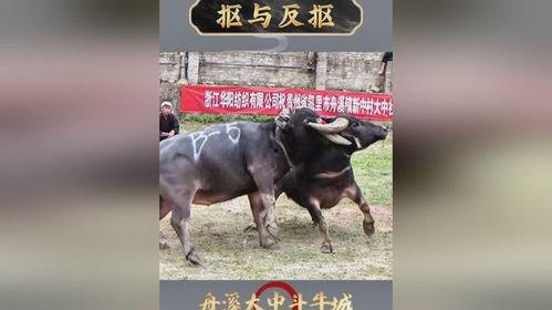 牛牛国产视频,探寻本土影视的魅力与风采